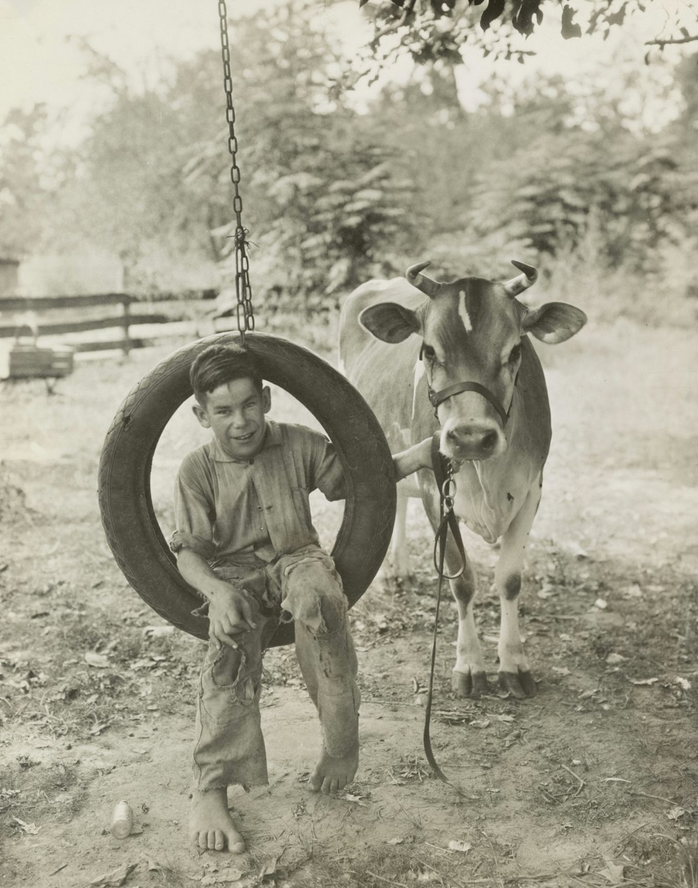 Boy in tire swing holds a cow by its halter