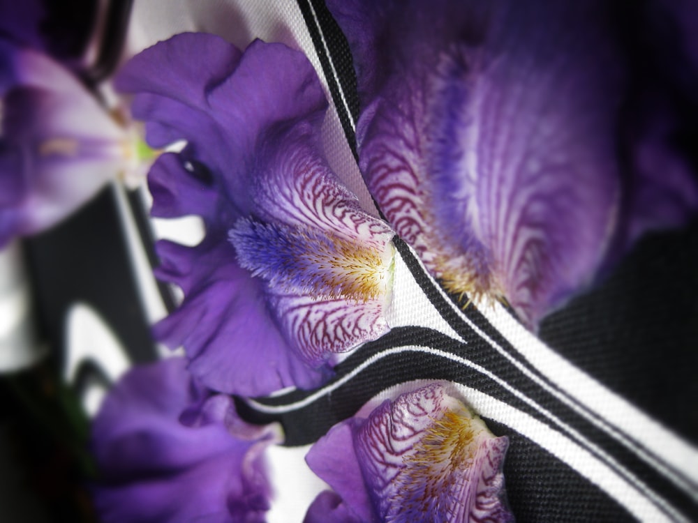 a close up of purple flowers with a black and white stripe