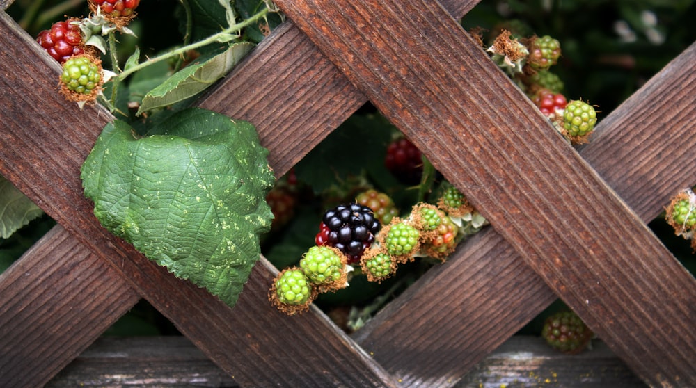 a close up of berries and leaves on a fence