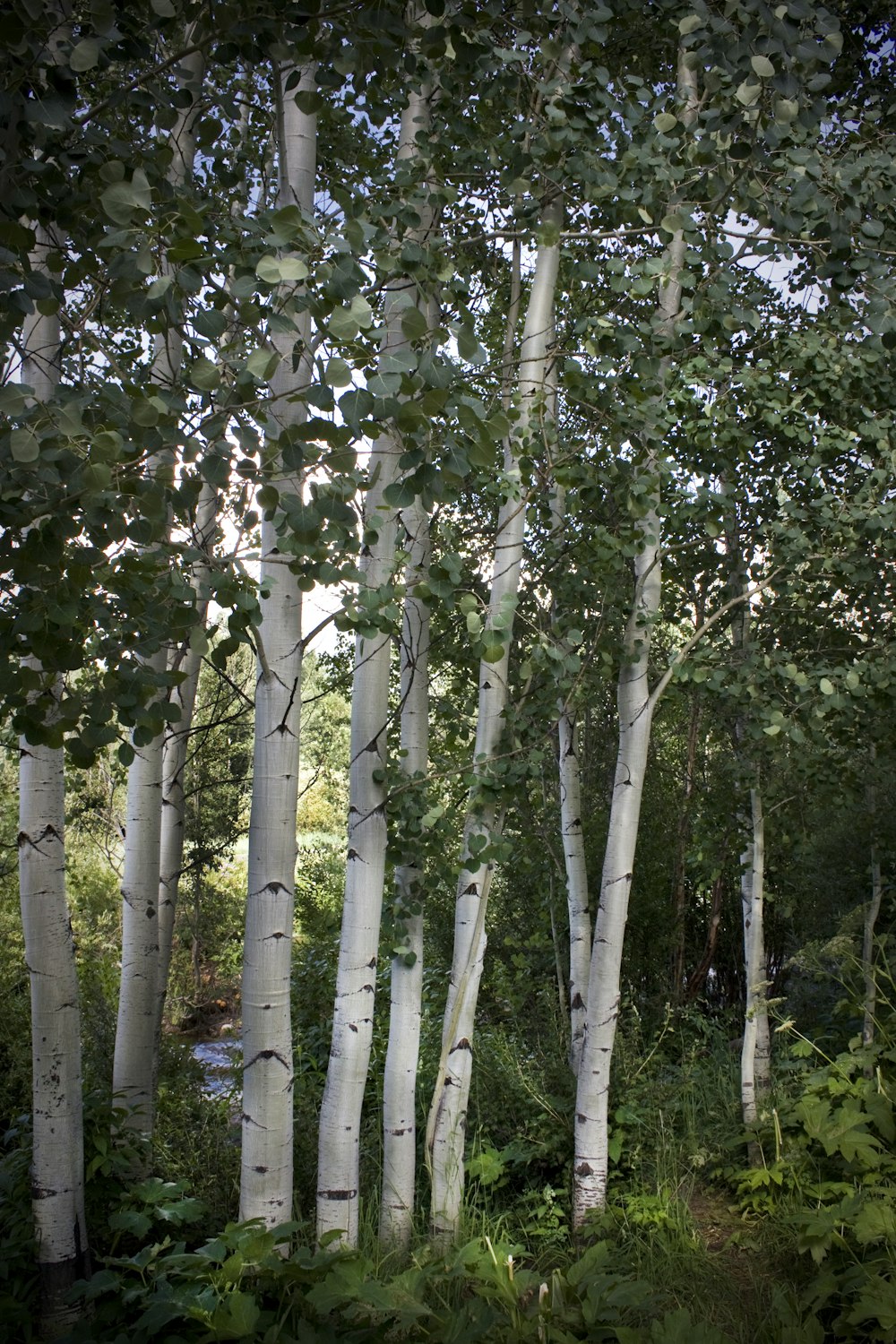 a group of trees that are standing in the grass