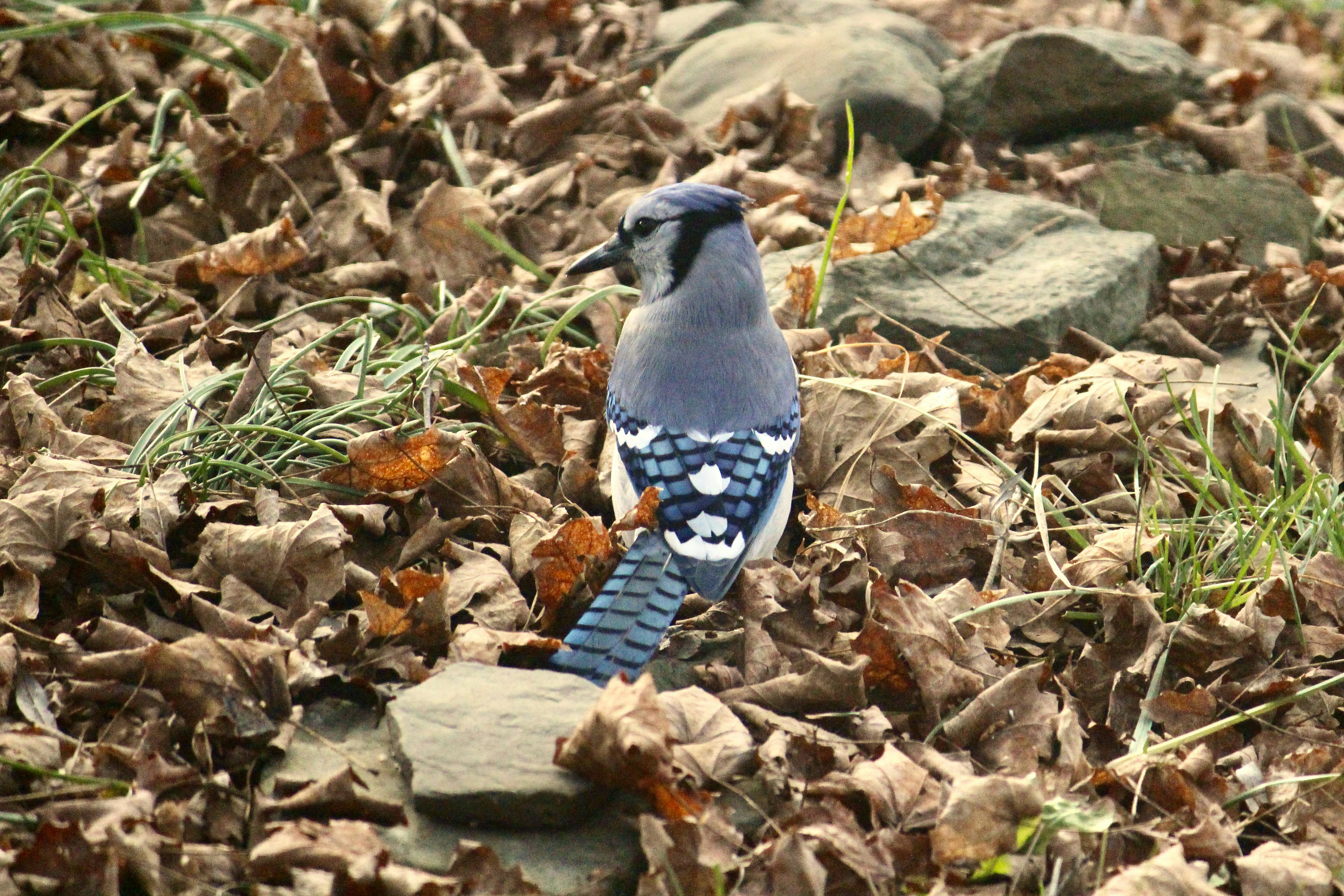 Blue Jays: Toronto's Beloved Baseball Team and Iconic Canadian Bird