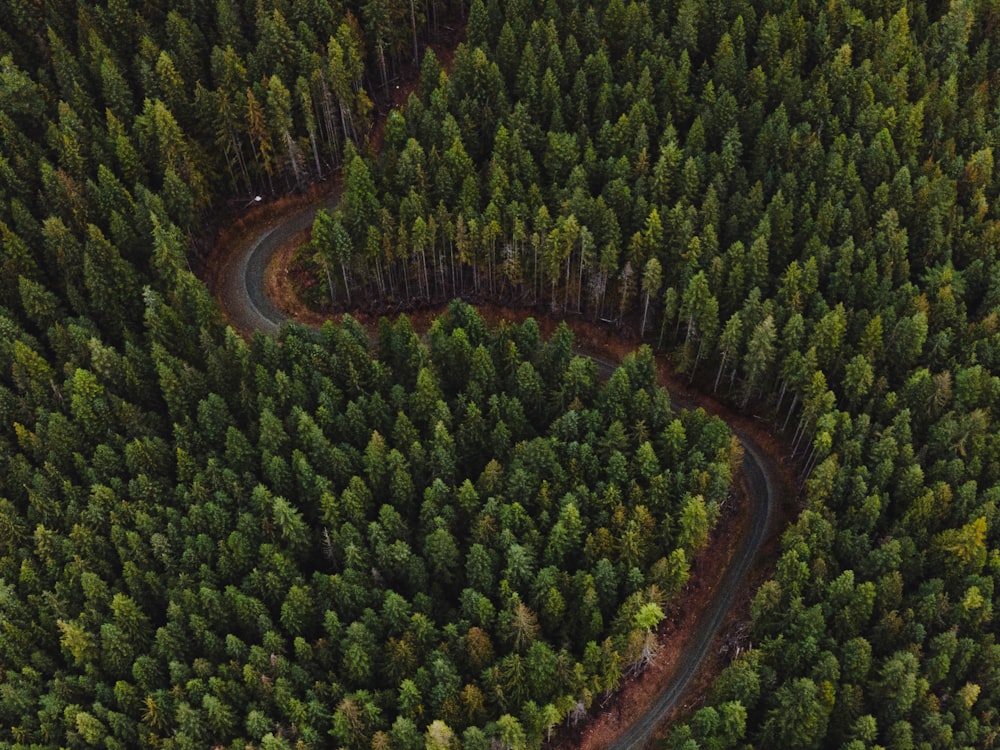 a winding road in the middle of a forest