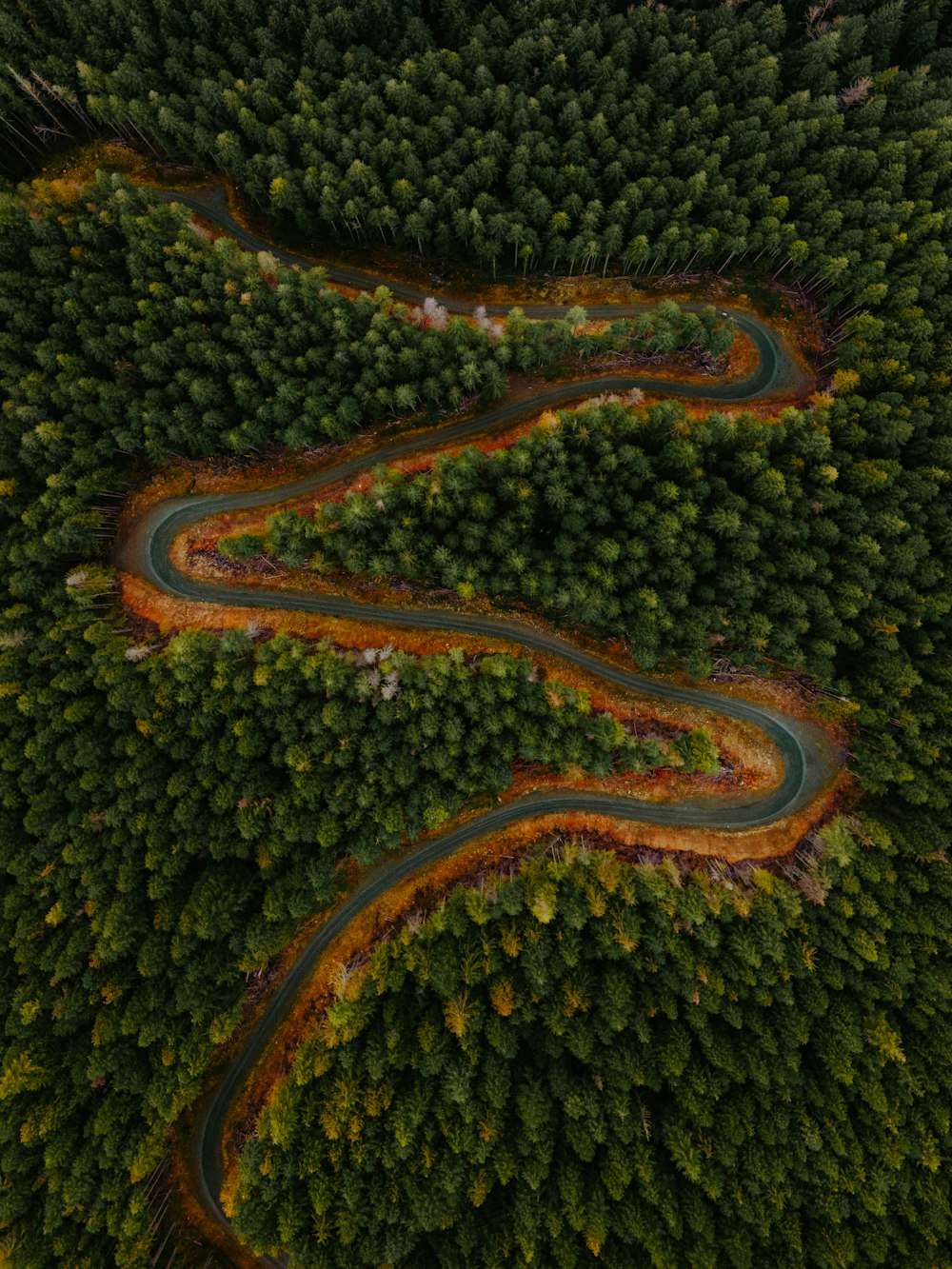 Un camino sinuoso en medio de un bosque