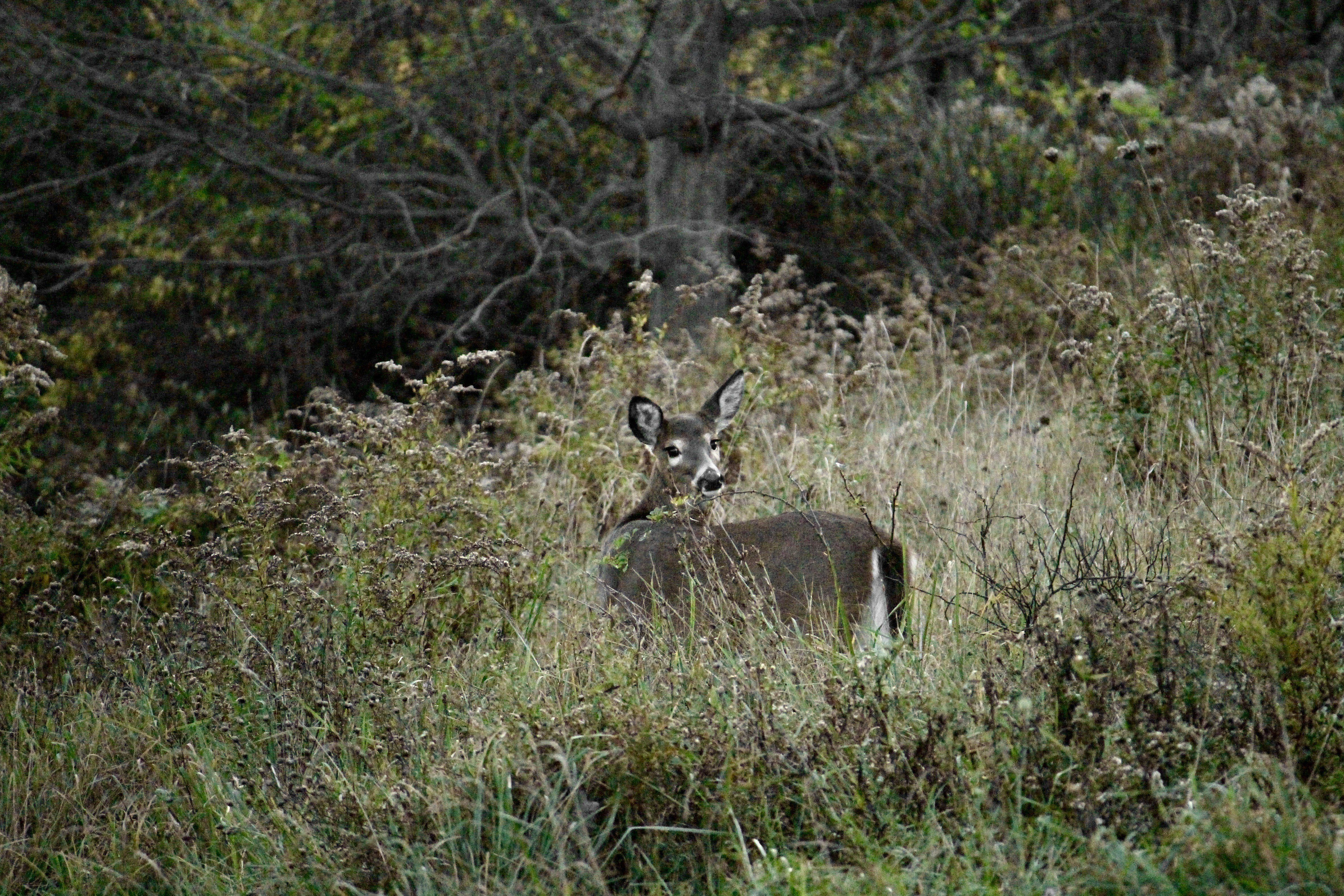 Photo by cecilemousist