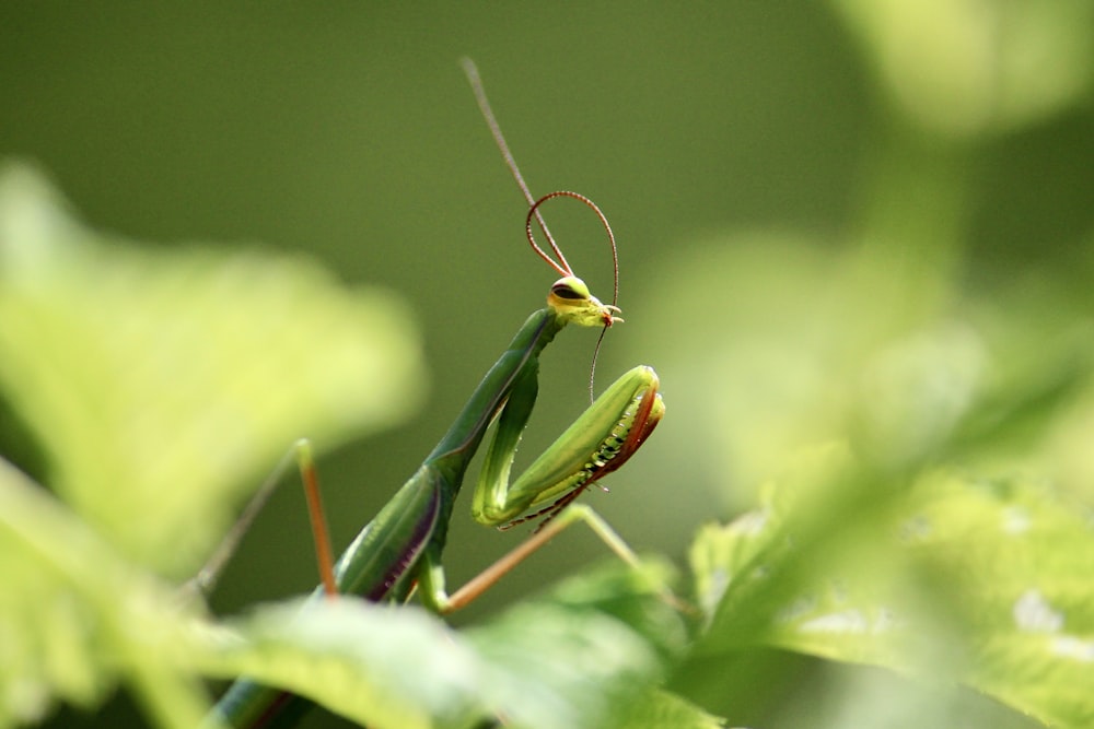 a close up of a praying mantissa on a plant
