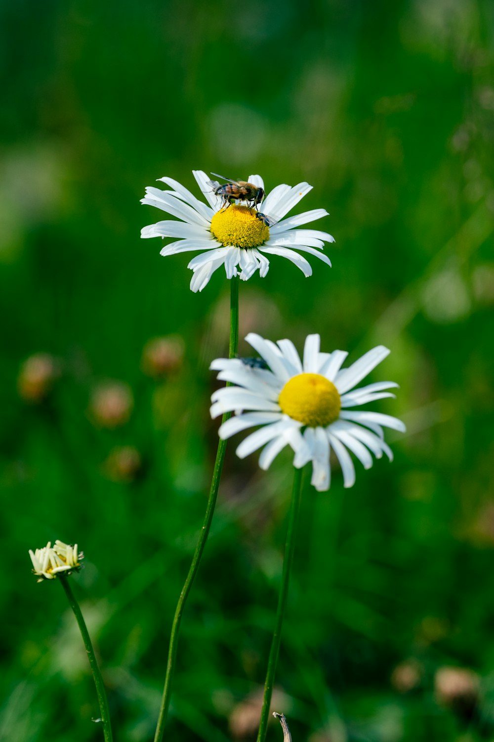 a bee sitting on top of a white flower