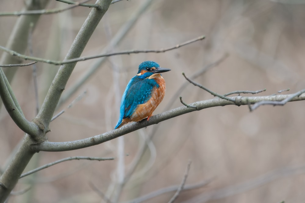 a blue and orange bird sitting on a tree branch