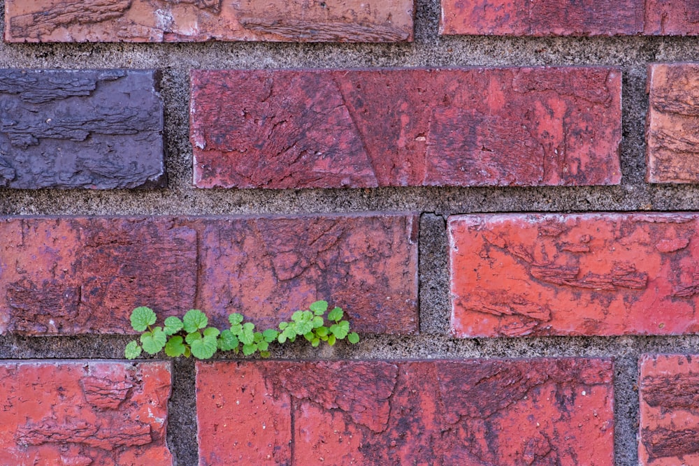 a small plant growing out of a brick wall