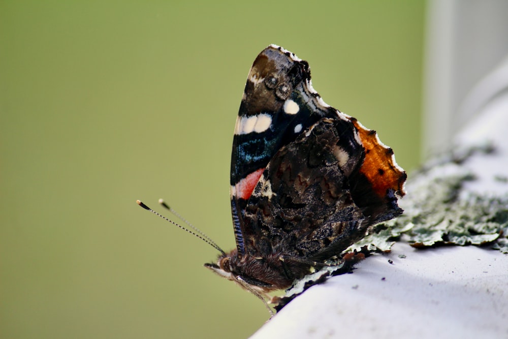 a close up of a butterfly on a white surface