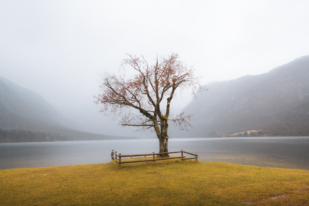 a lone tree in a field next to a lake