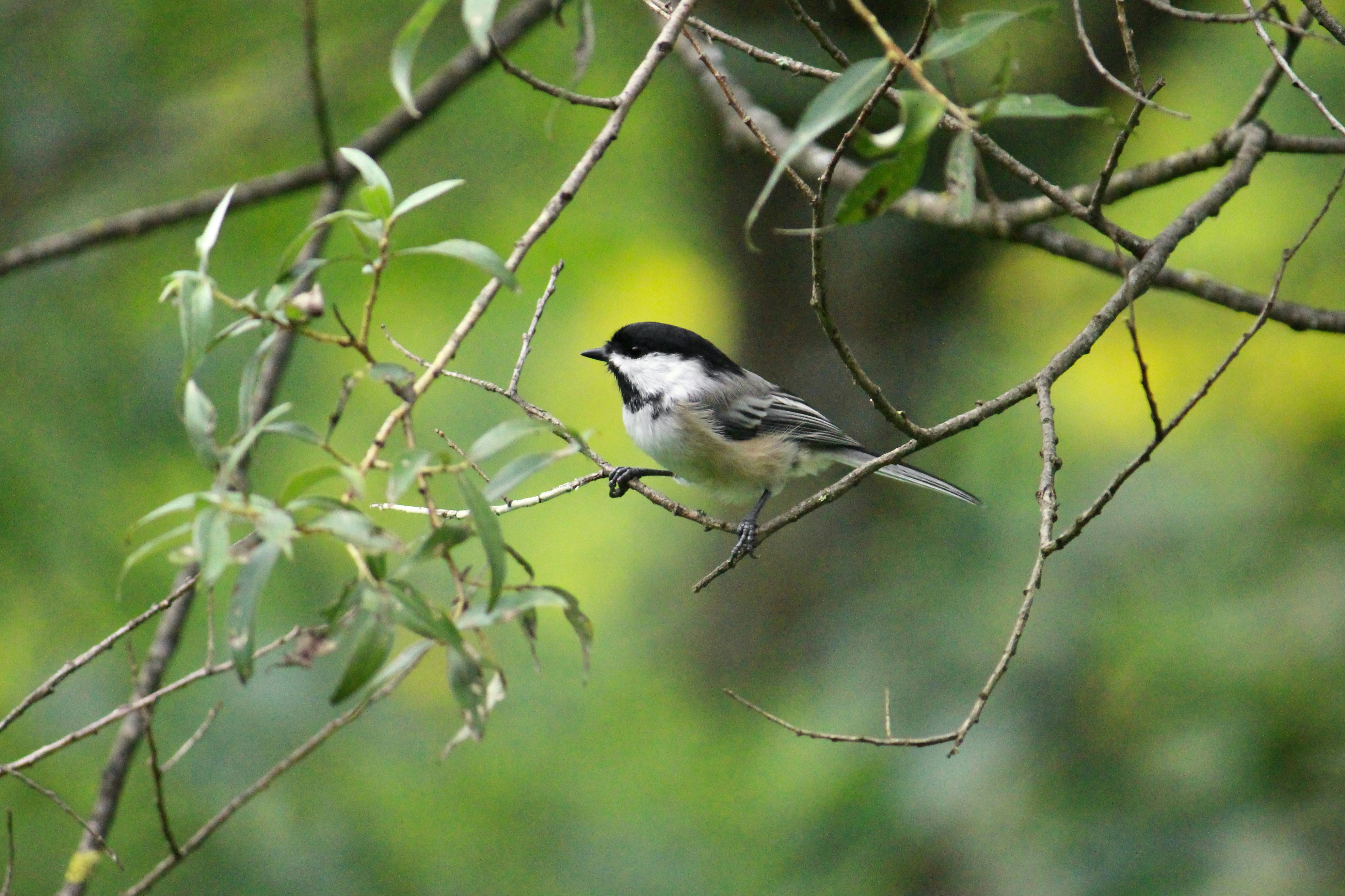 Photo by cecilemousist