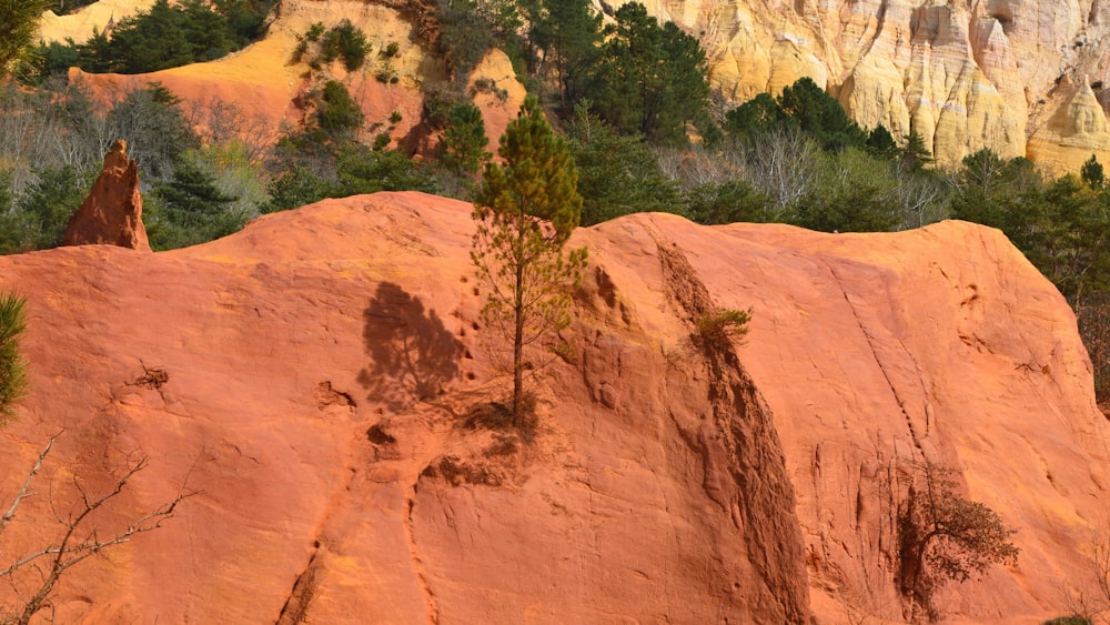 a large rock formation with trees growing out of it