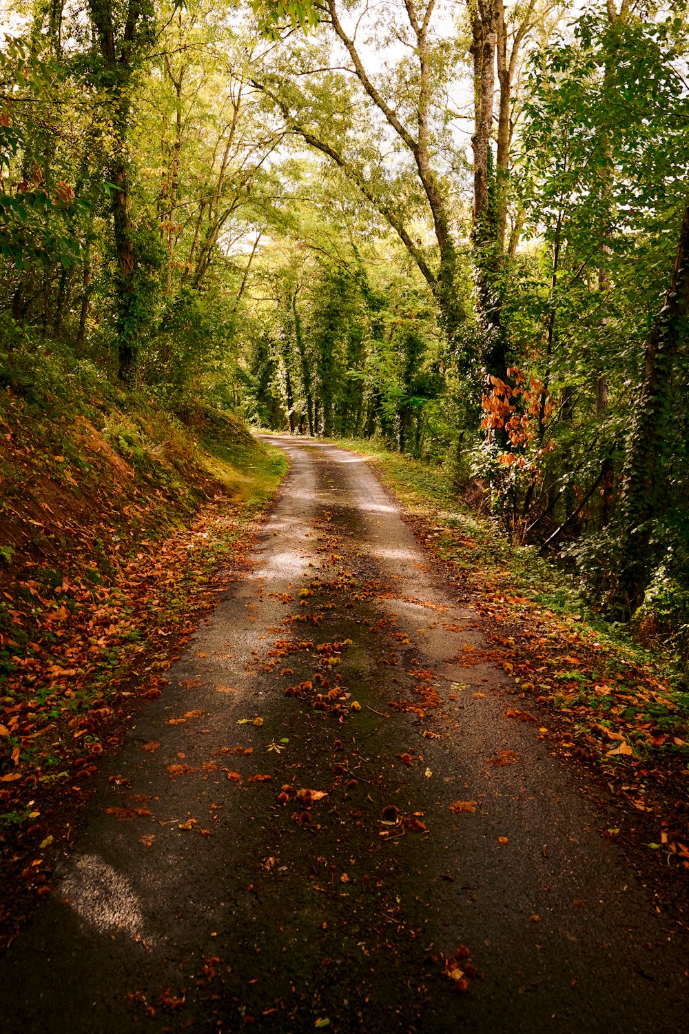 a dirt road surrounded by trees and leaves