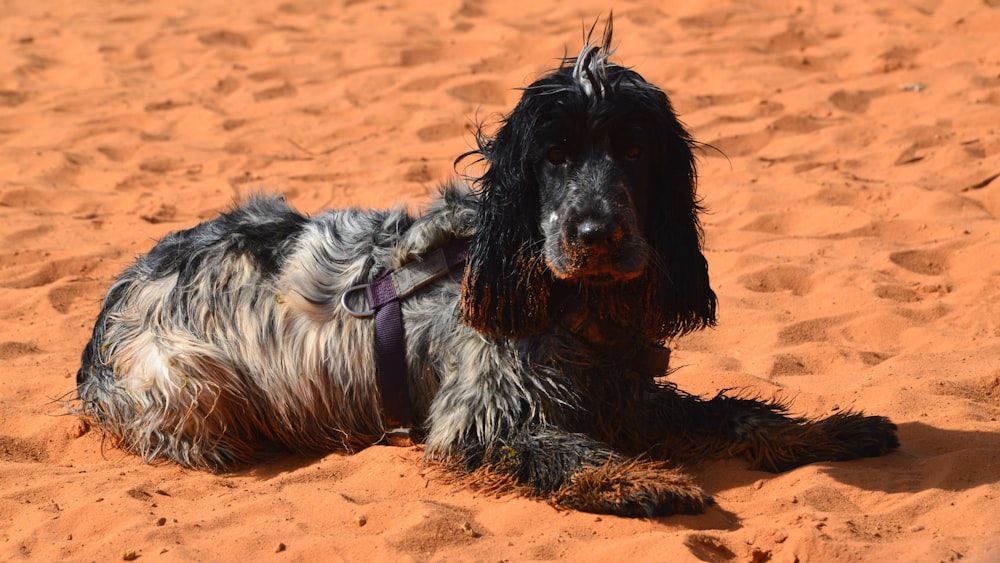 a dog laying in the sand on a sunny day