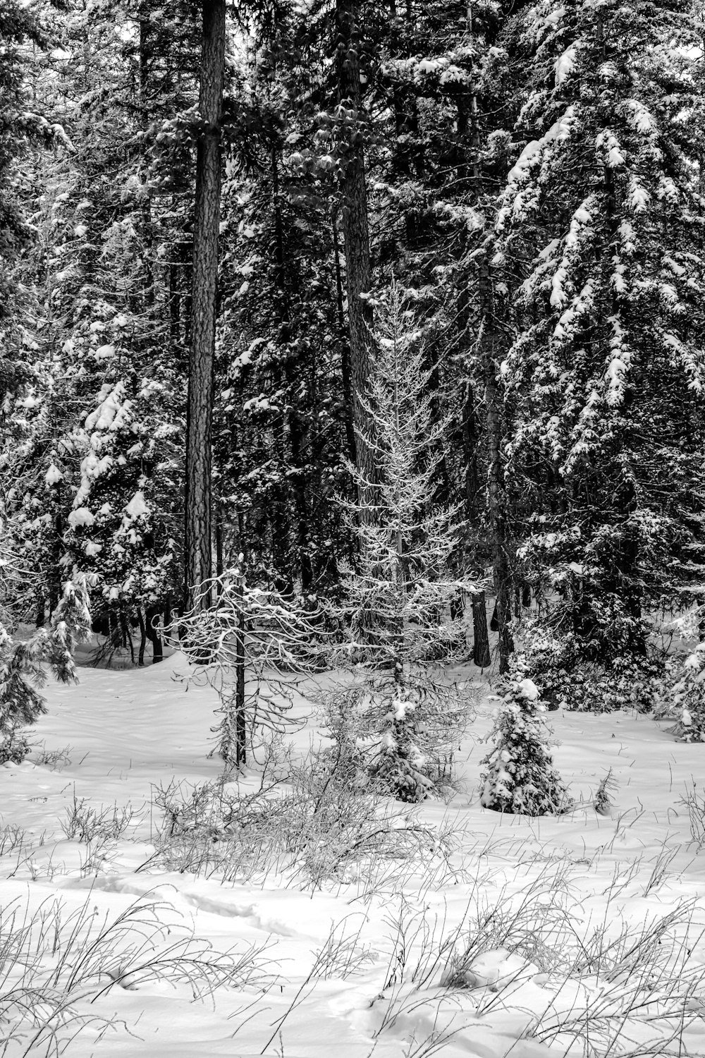 a black and white photo of snow covered trees