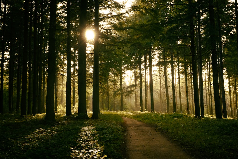Le soleil brille à travers les arbres de la forêt