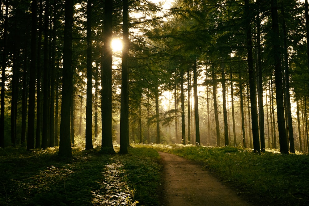 El sol brilla a través de los árboles en el bosque