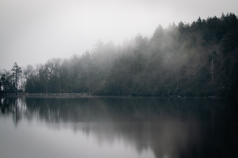 a body of water surrounded by a forest