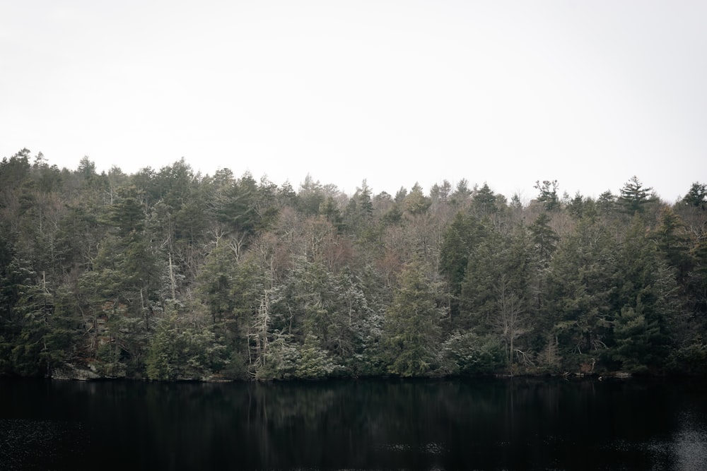 a large body of water surrounded by trees