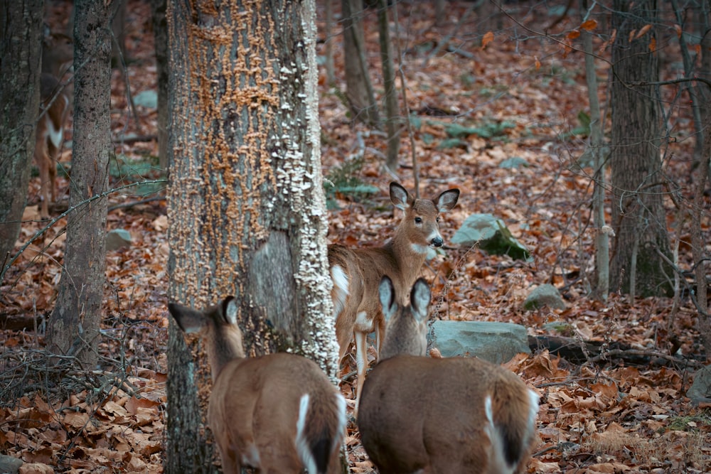 two deer standing next to each other in a forest