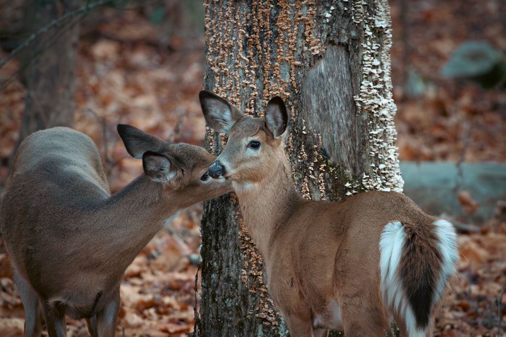 a couple of deer standing next to a tree