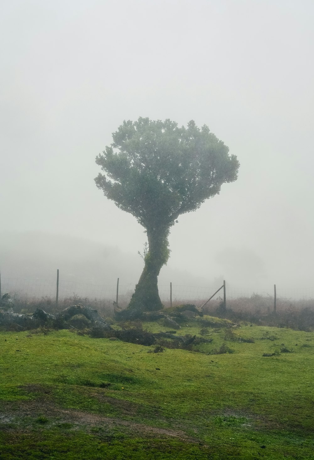 a large tree in a field on a foggy day