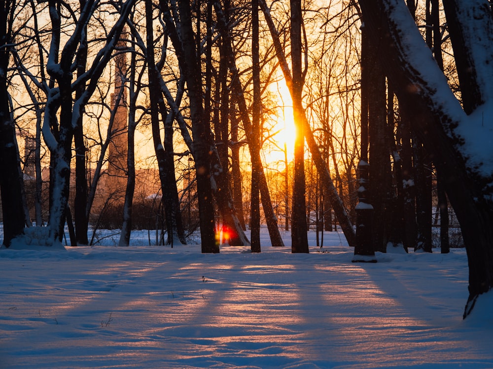 the sun is shining through the trees in the snow