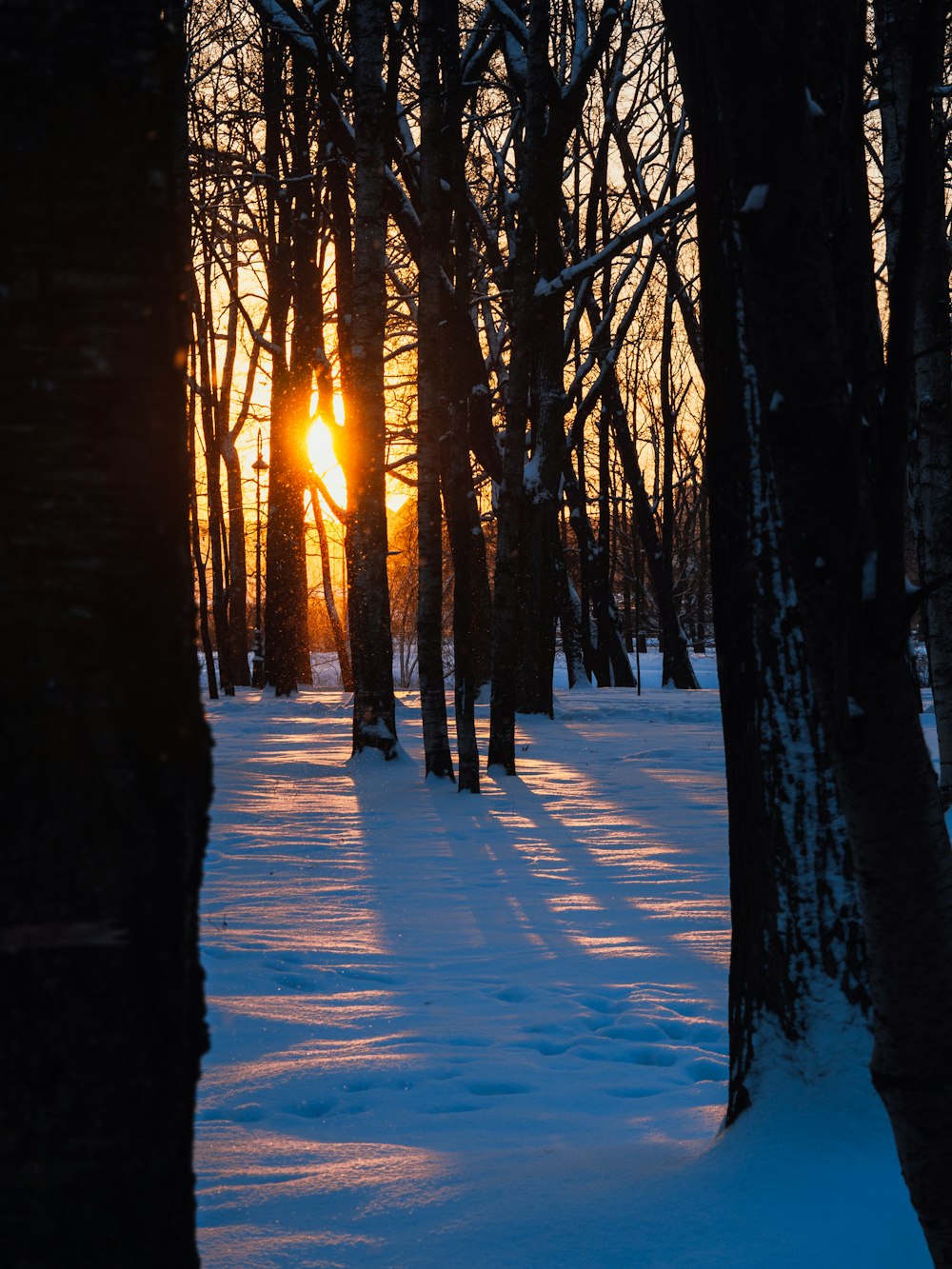 the sun is shining through the trees in the snow