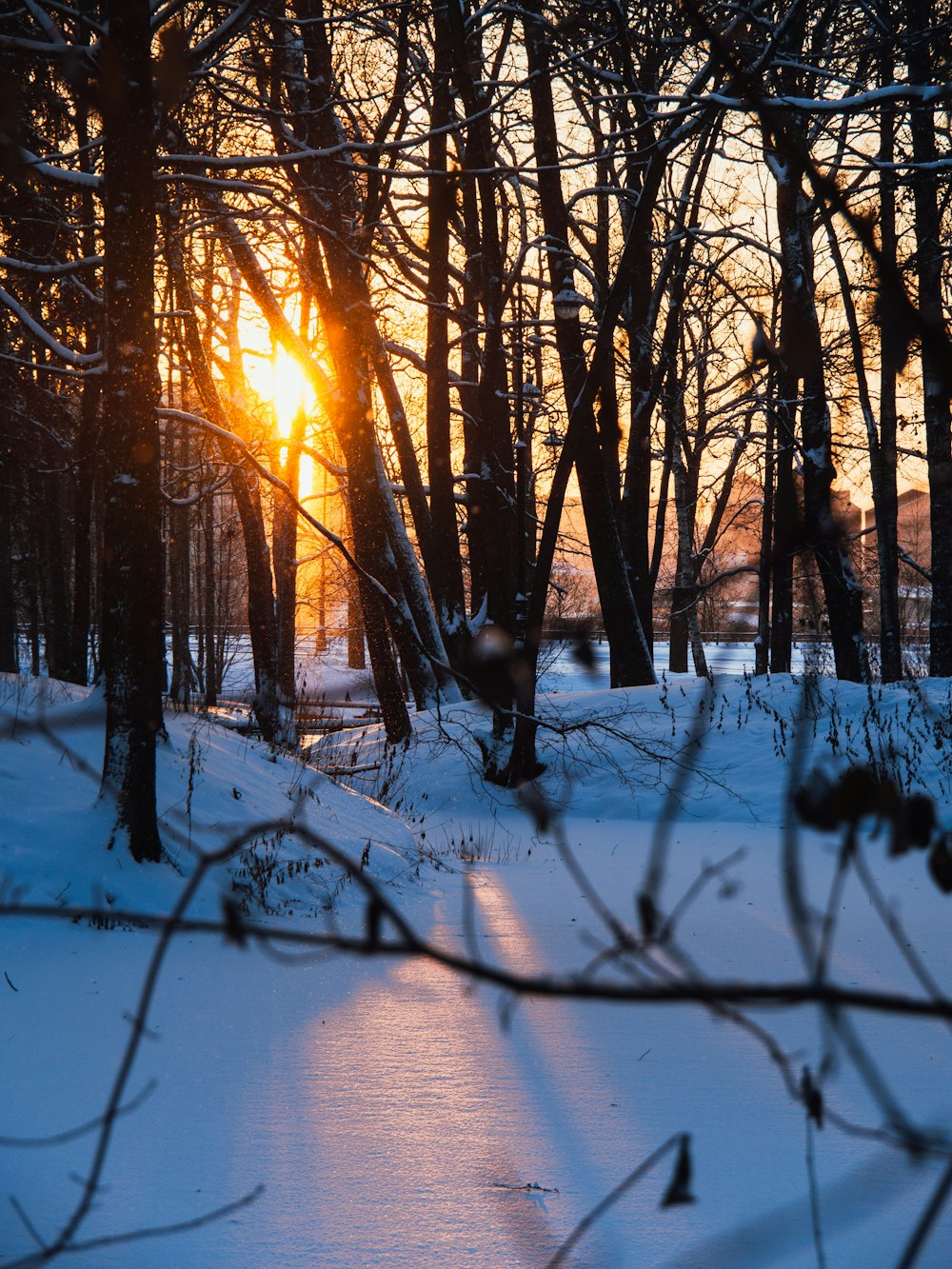 the sun is shining through the trees in the snow