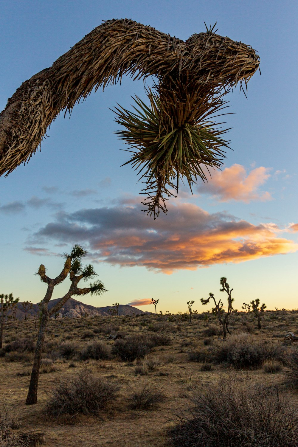 a joshua tree in the desert with a sunset in the background