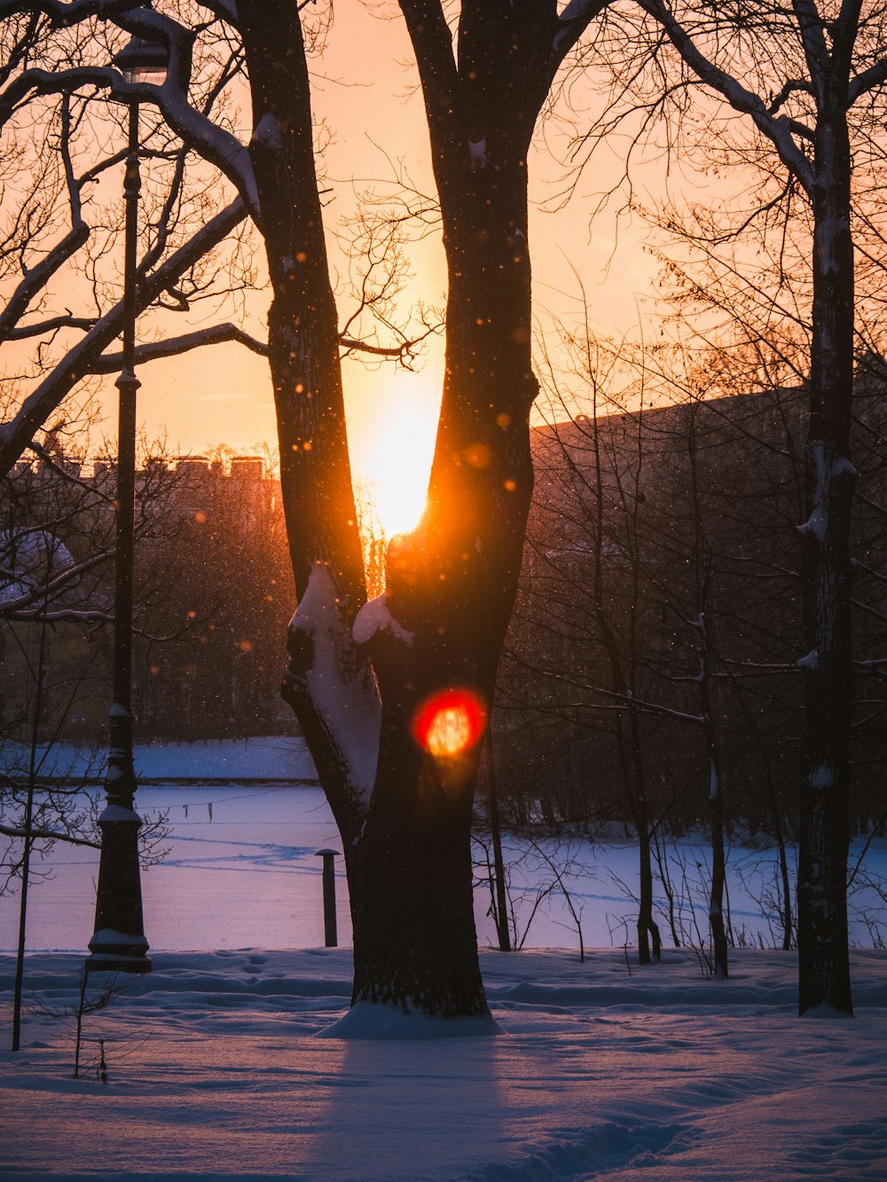 the sun is setting behind a tree in the snow
