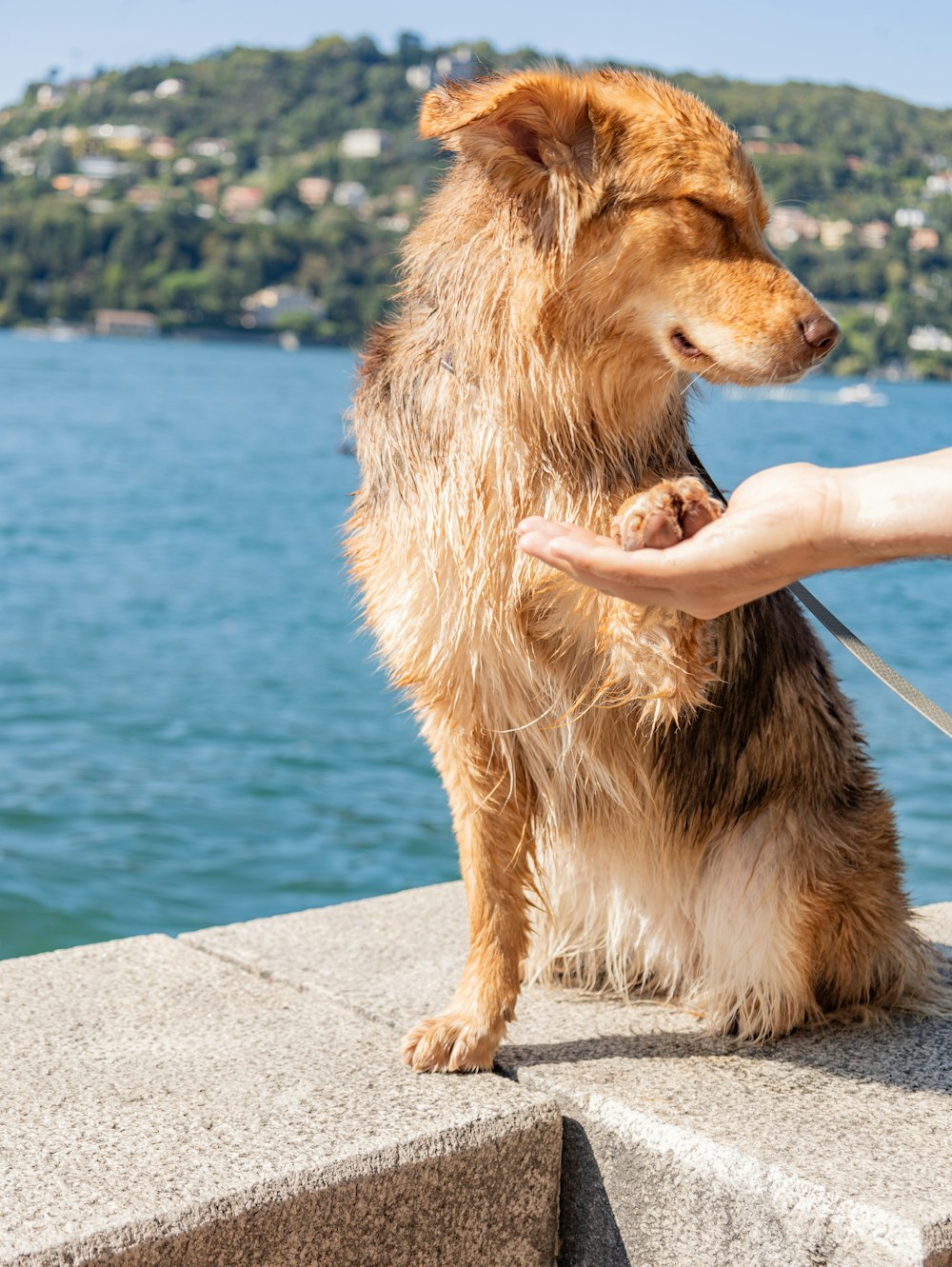 a person holding a dog on a leash by the water