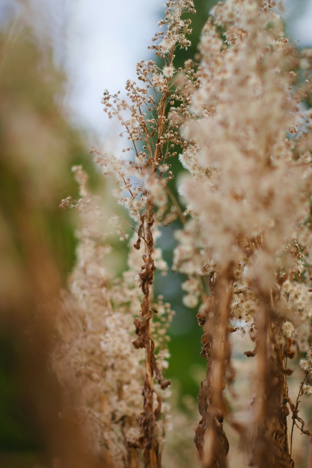 a bunch of flowers that are in the grass