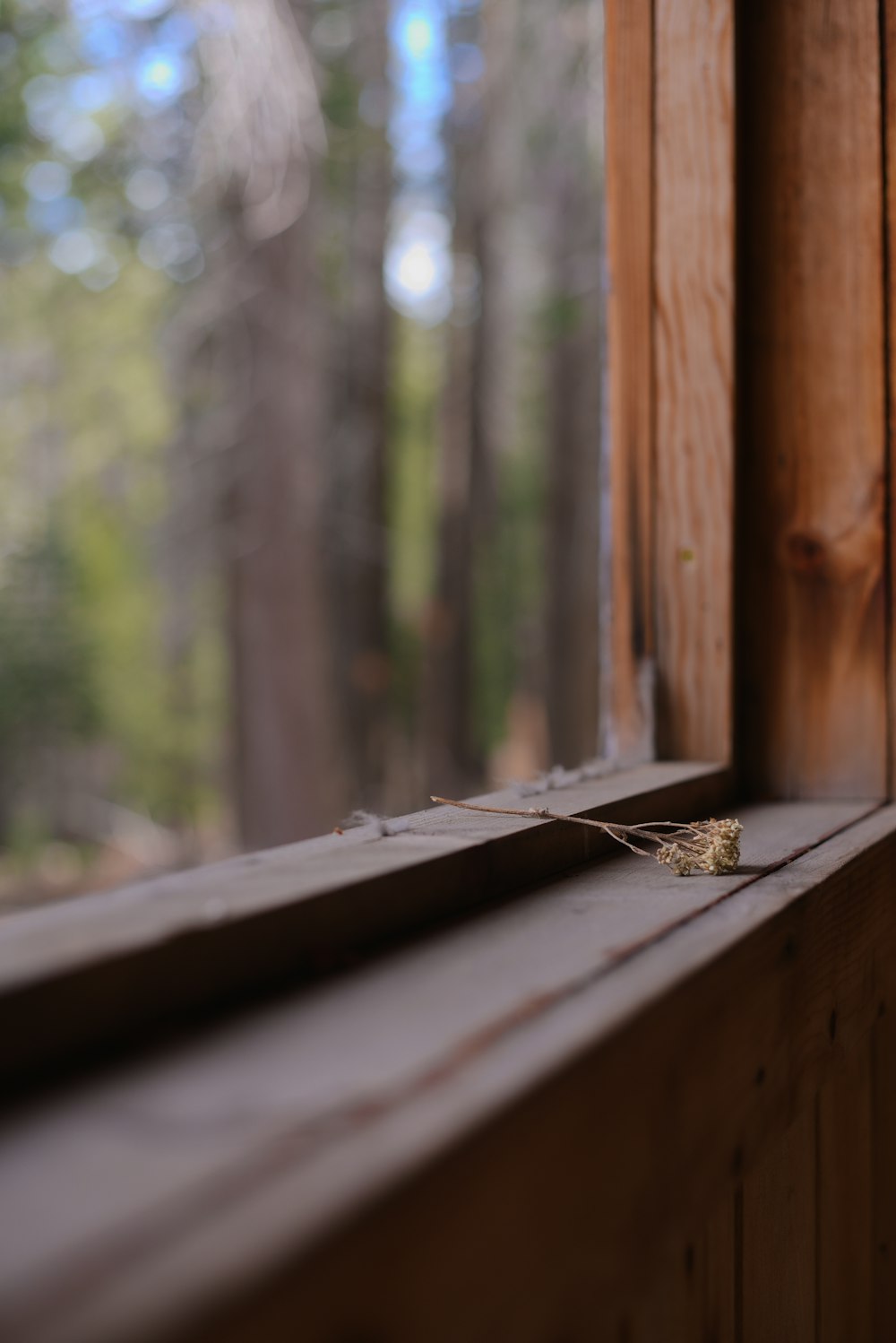 a close up of a window sill with a tree in the background