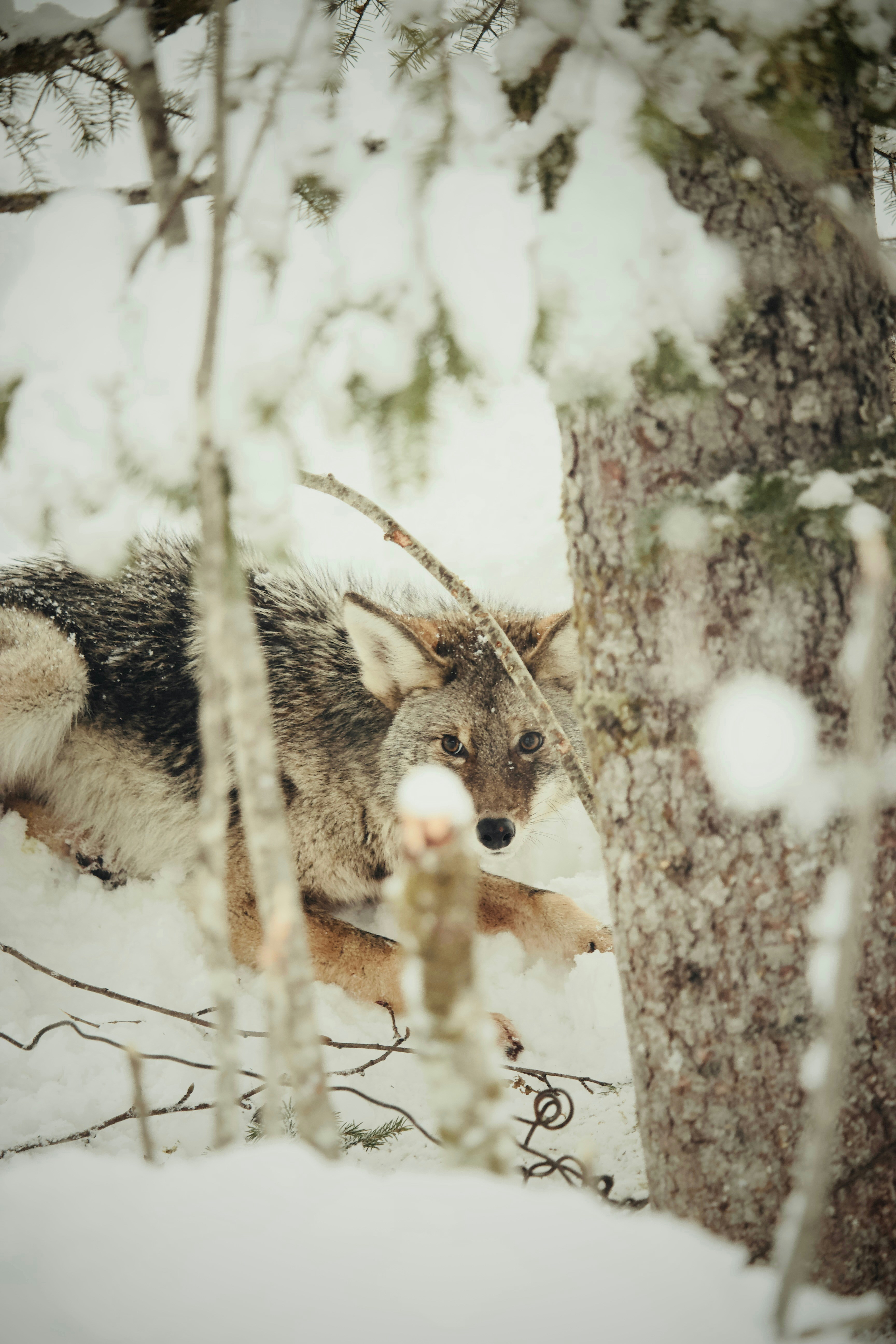Photo by fickesphotos