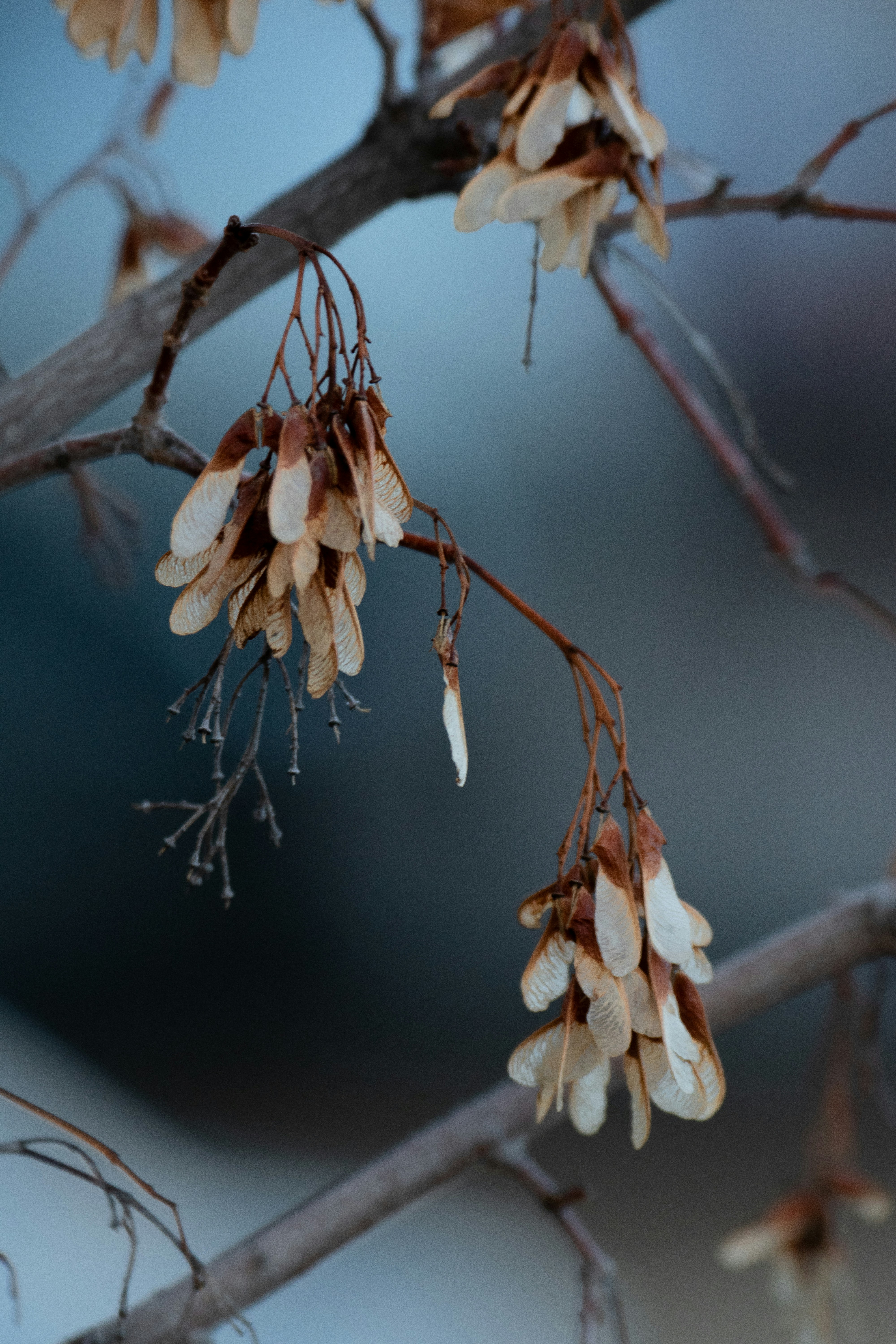 Photo by attaliehart