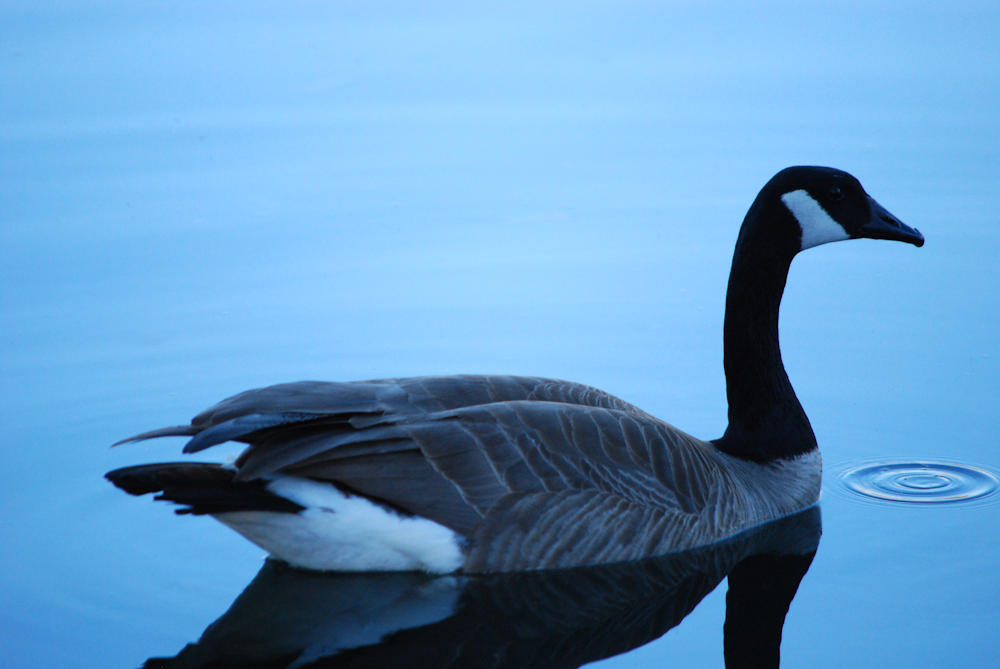 a black and white duck floating on top of a body of water