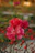 a bunch of red flowers with water droplets on them