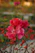 a bunch of red flowers with water droplets on them