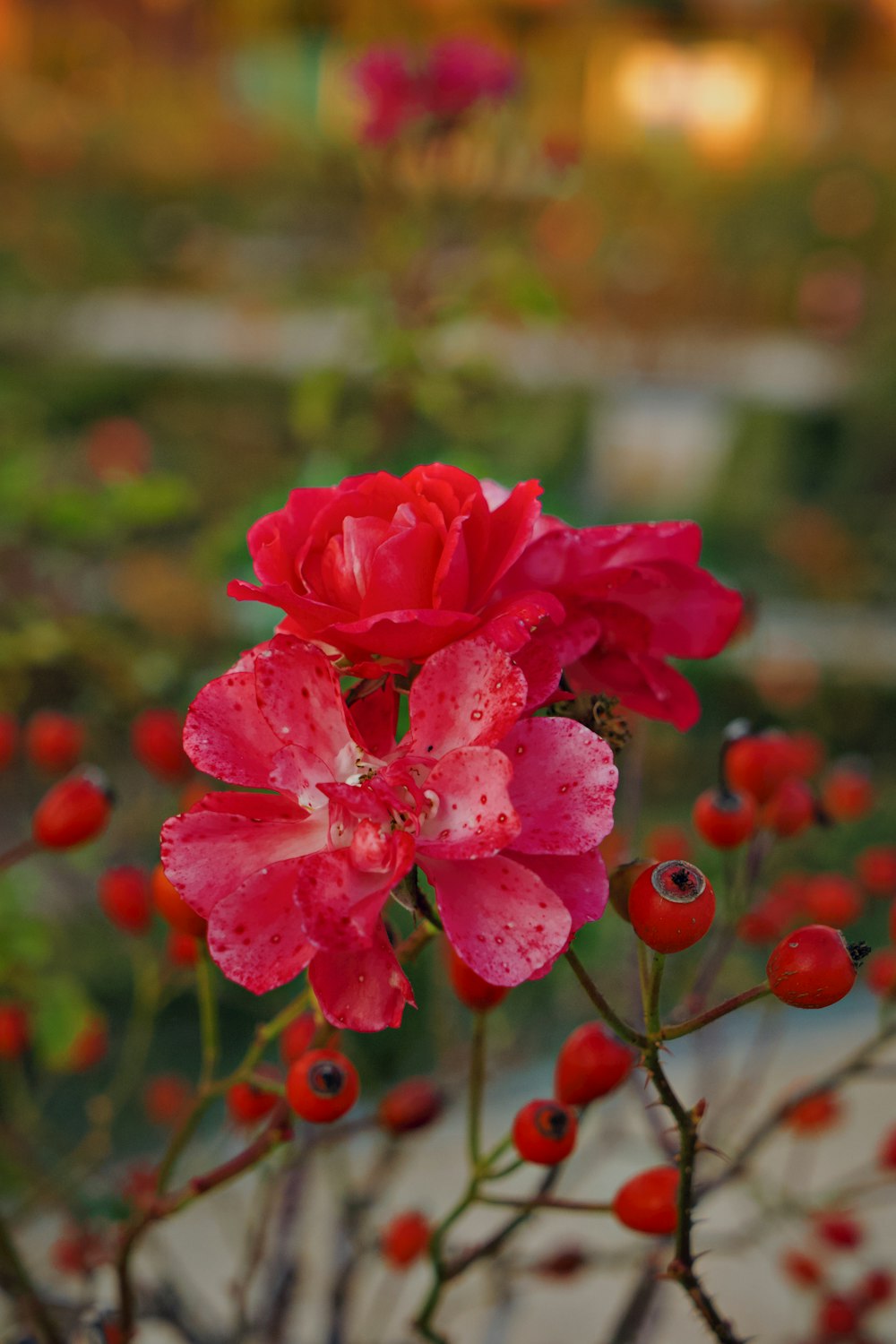 a bunch of red flowers with water droplets on them