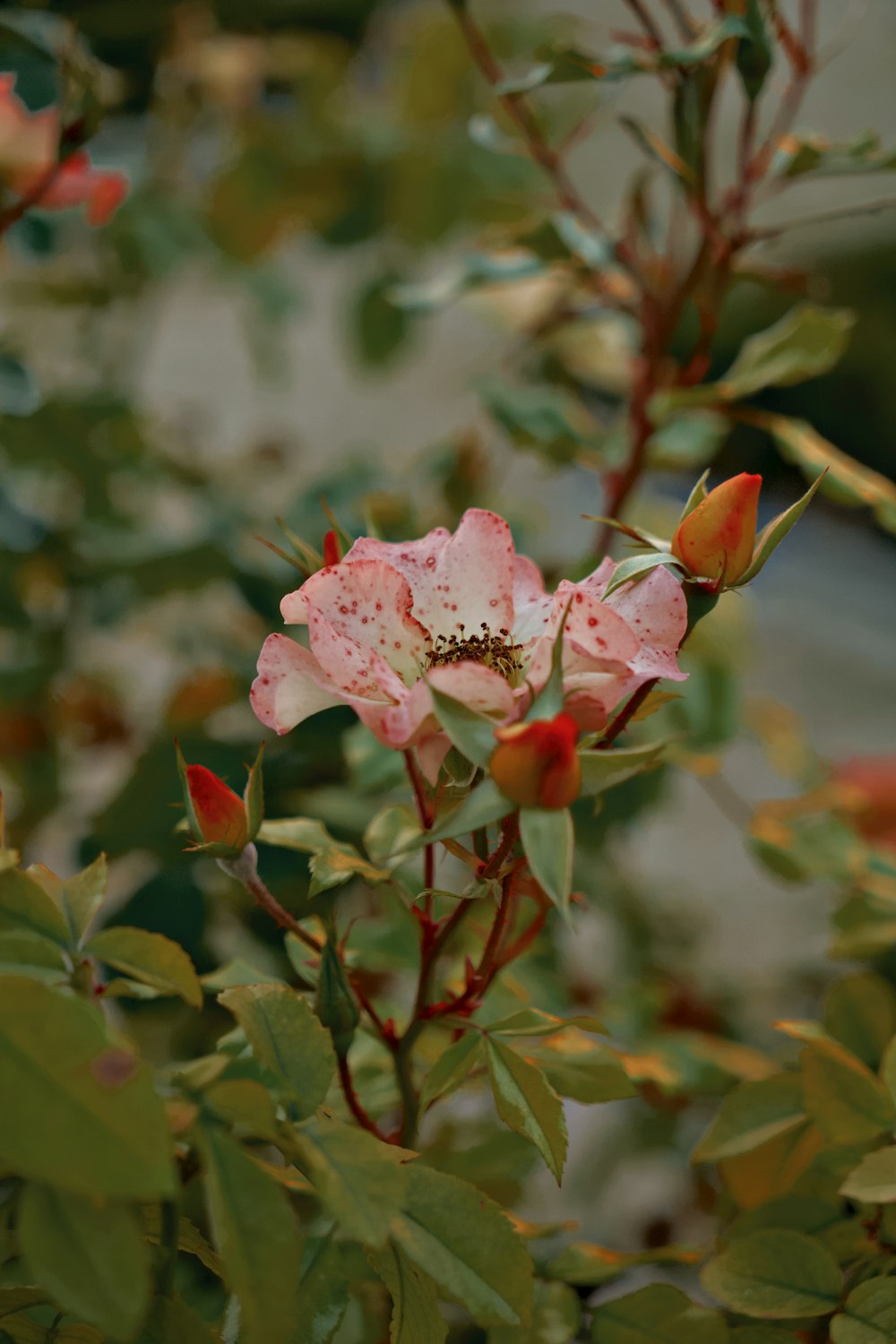 a pink flower is blooming on a bush