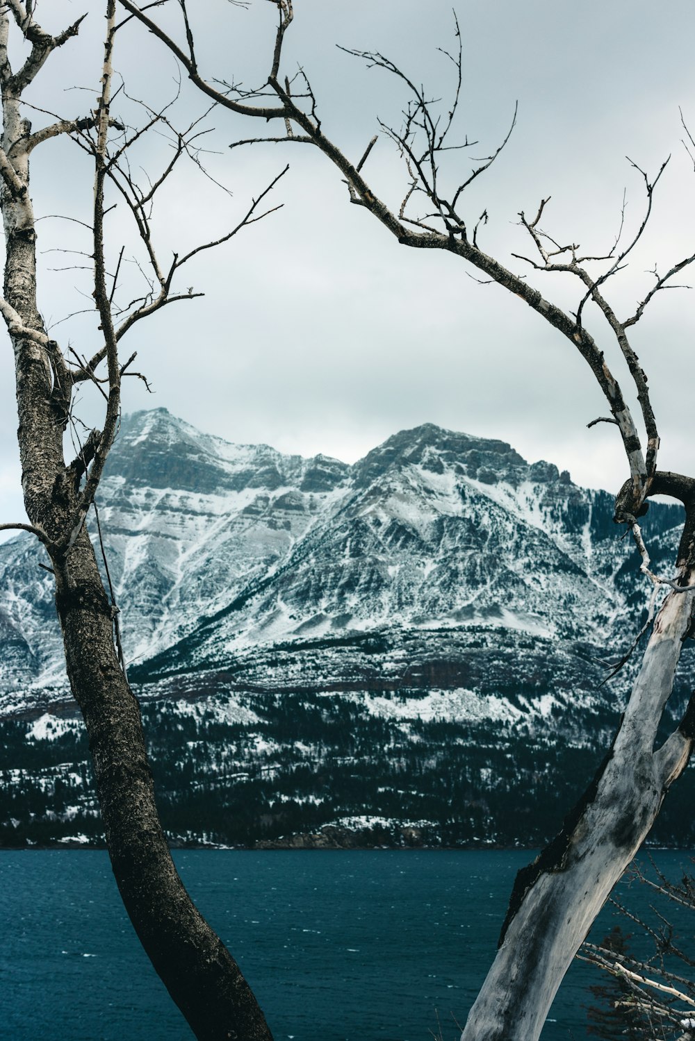 a tree with no leaves near a body of water