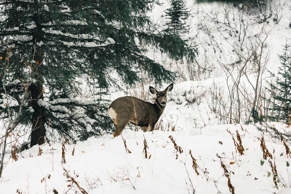 a deer standing in the snow next to a tree