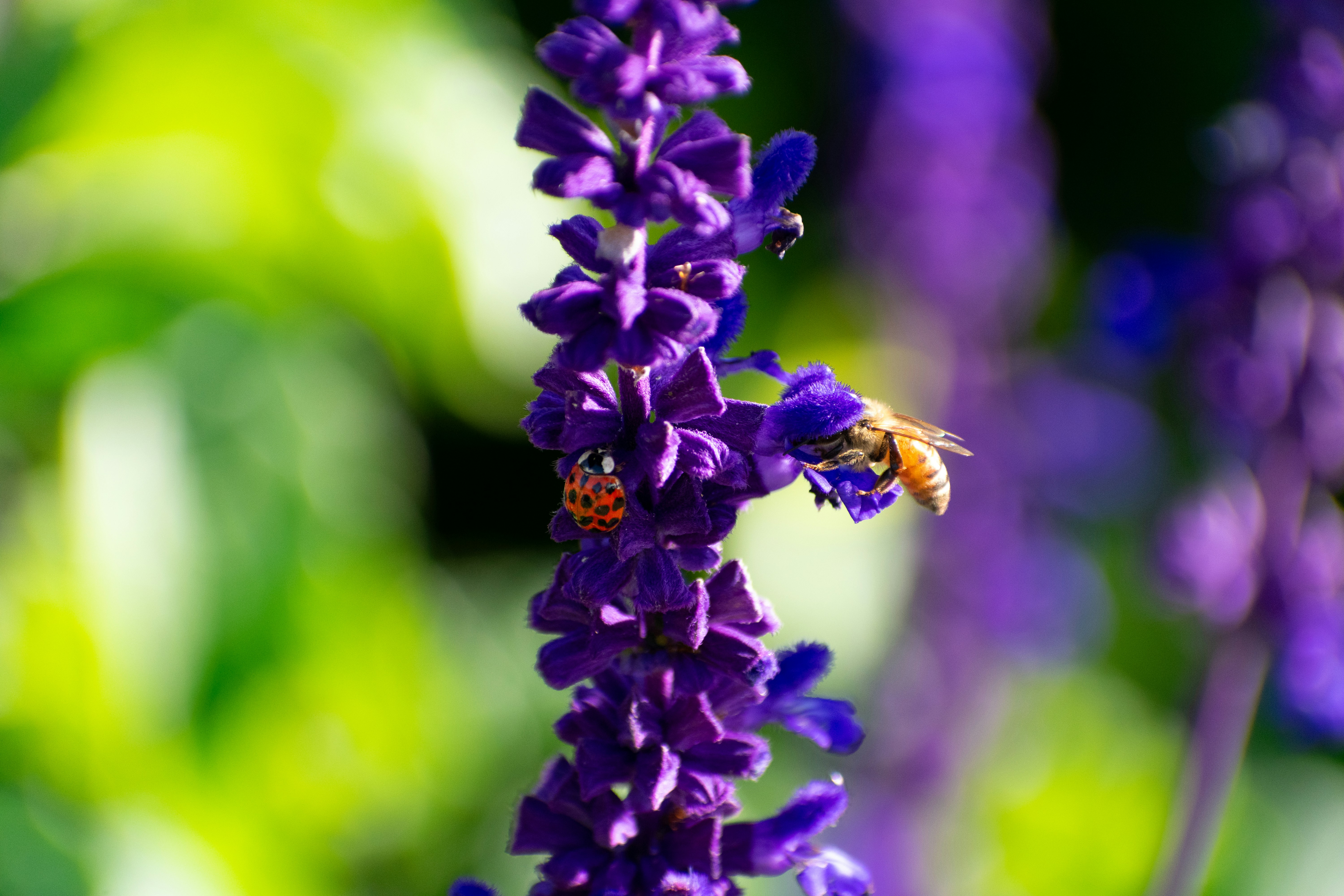 Photo by probablyrobin