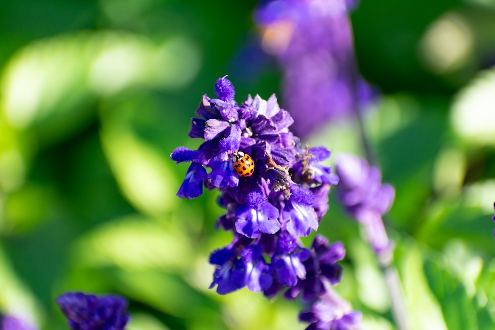 a lady bug sitting on top of a purple flower