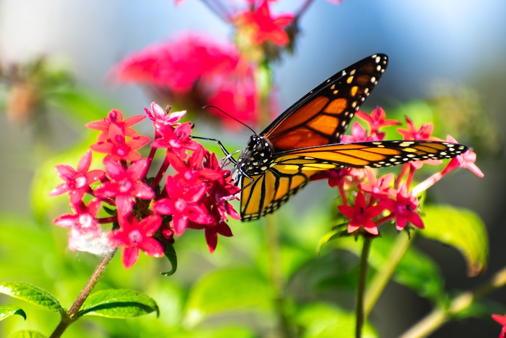 a butterfly sitting on top of a pink flower