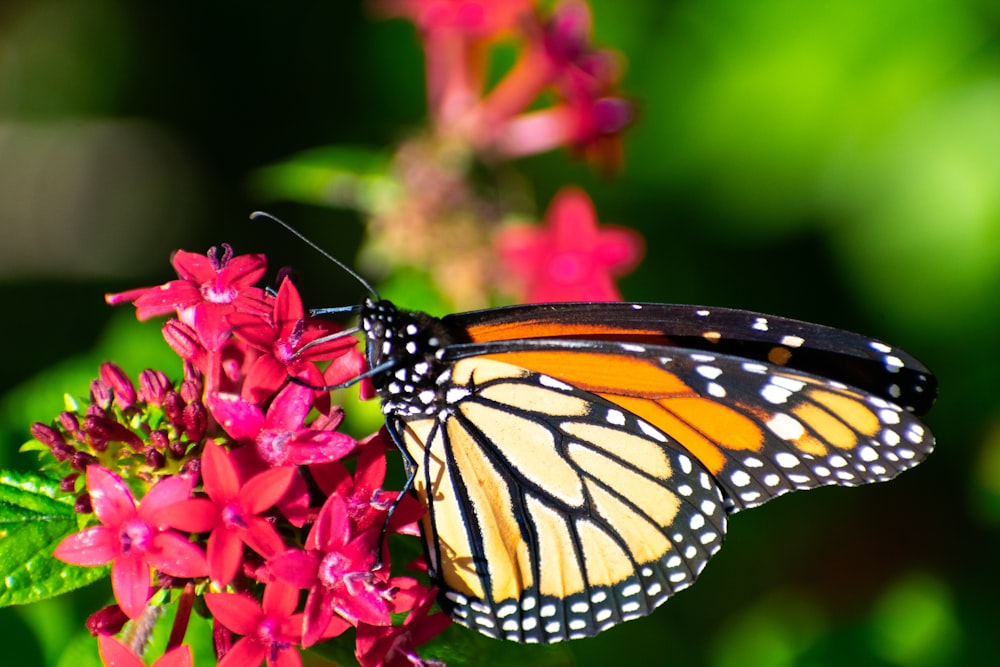 a close up of a butterfly on a flower