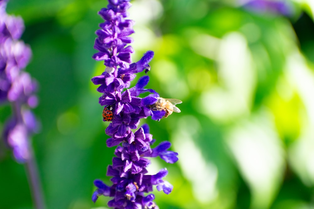 紫色の花の上にミツバチがとまっています