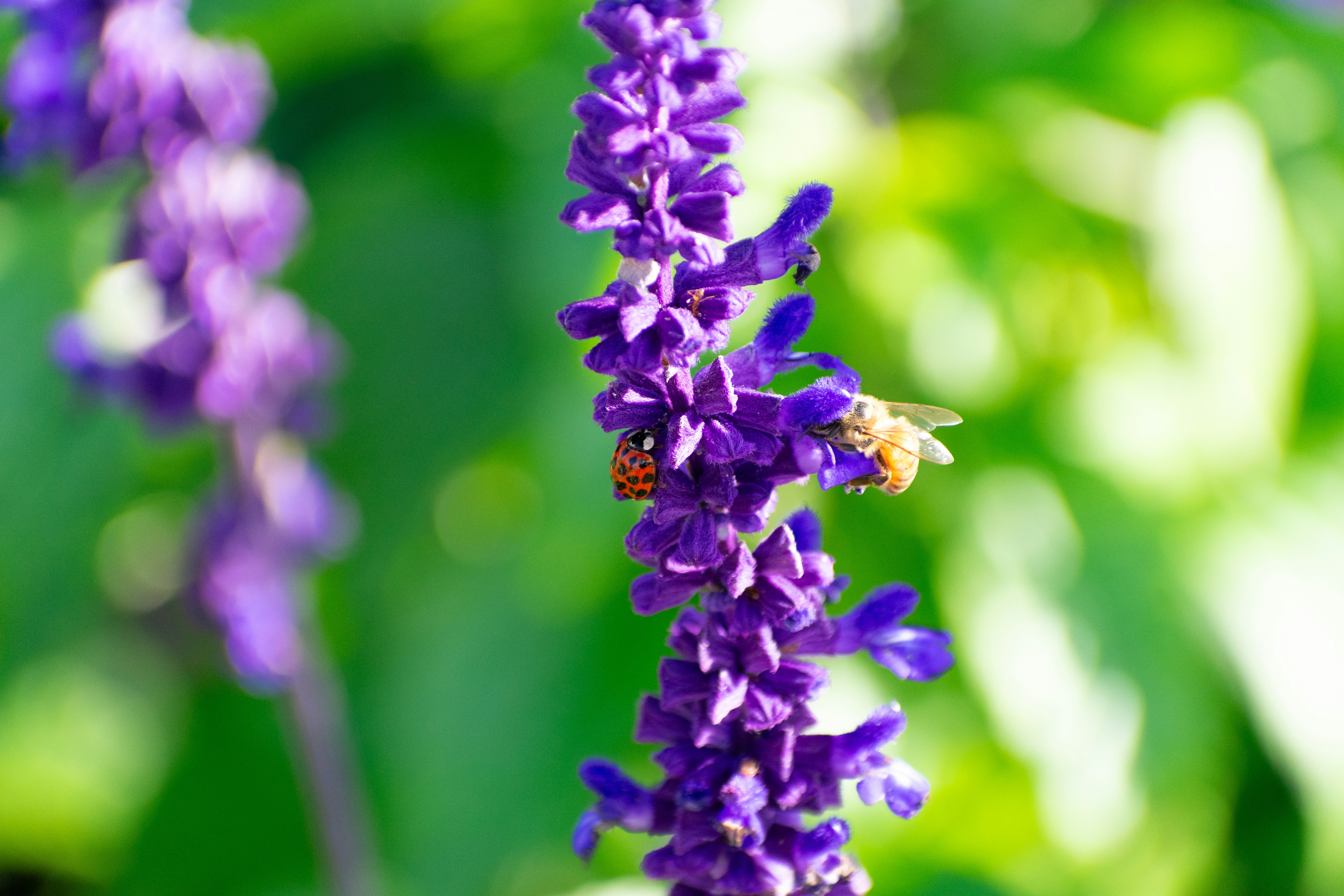 Photo by probablyrobin