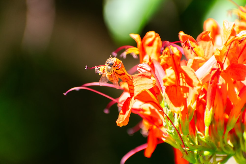 a close up of a flower with a bee on it